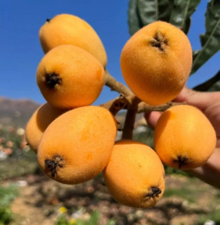 现货水果批发四川米易枇杷果新鲜采摘3斤装