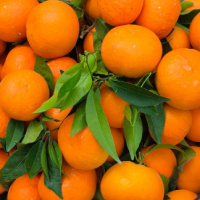 伦晚脐橙春橙新鲜水果手剥冰糖甜橙整箱批发