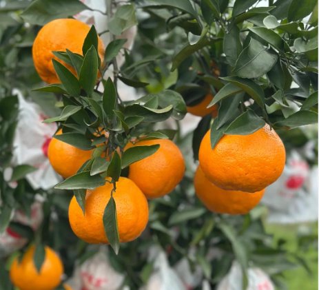 四川青见5斤果冻橙子滑嫩多汁现摘柑橘子新鲜脐橙口感产地直发