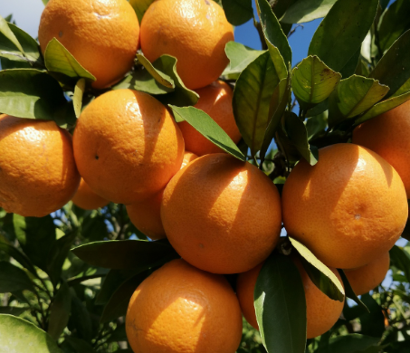 新鲜沃柑橘子热带应季水果