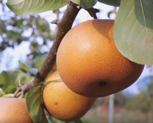 山西临汾隰县玉露香梨新鲜孕妇水果梨子应季包邮现摘当季10斤香梨