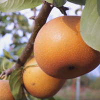 山西临汾隰县玉露香梨新鲜孕妇水果梨子应季包邮现摘当季10斤香梨