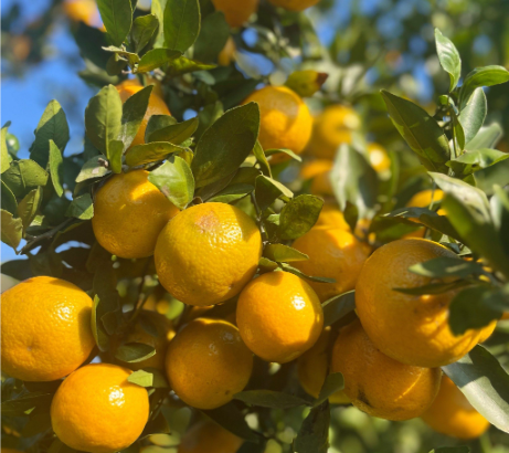 11上市 广西皇帝柑 贡柑 水果柑橘 应季水果皇帝柑 果园直发