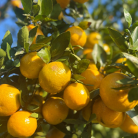 11上市 广西皇帝柑 贡柑 水果柑橘 应季水果皇帝柑 果园直发